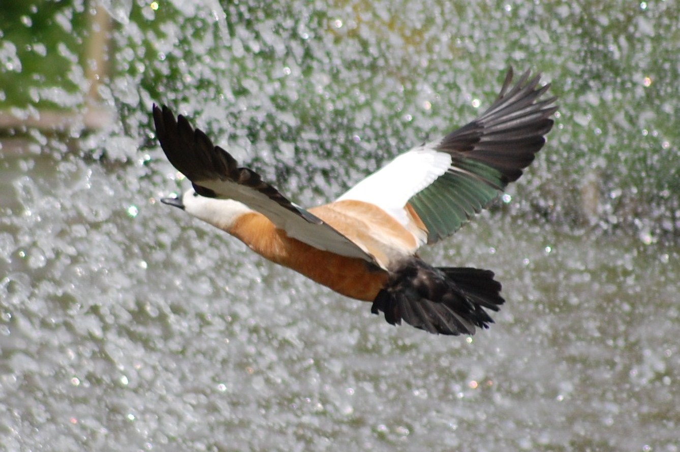 [voo+de+pato-ferrugíneo.JPG]