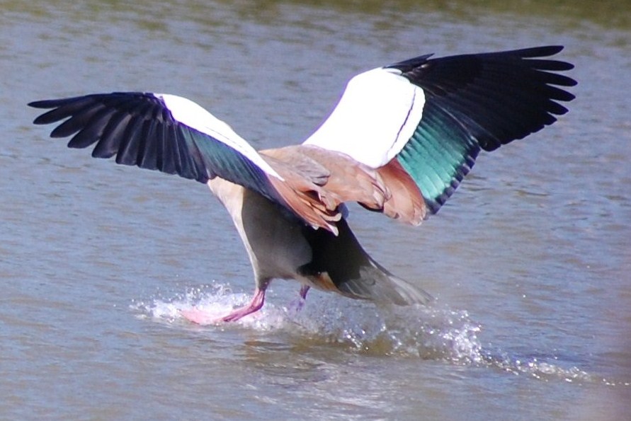 [voo+do+Ganso-do-egipto+(2).JPG]