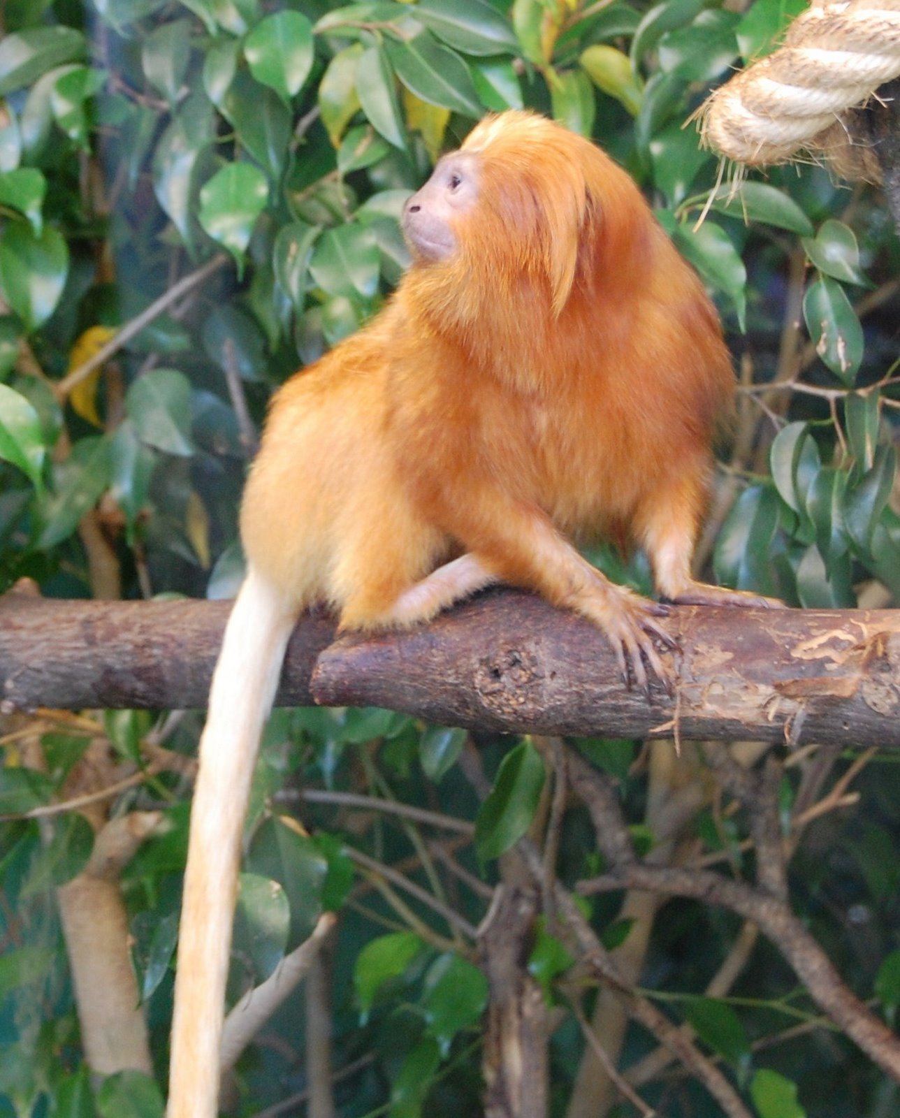 [Mico-leão-dourado+(Leontopithecus+rosalia).JPG]