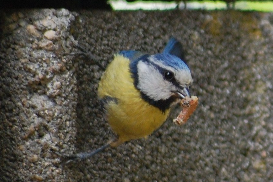 [Chapim-azul+(5).JPG]