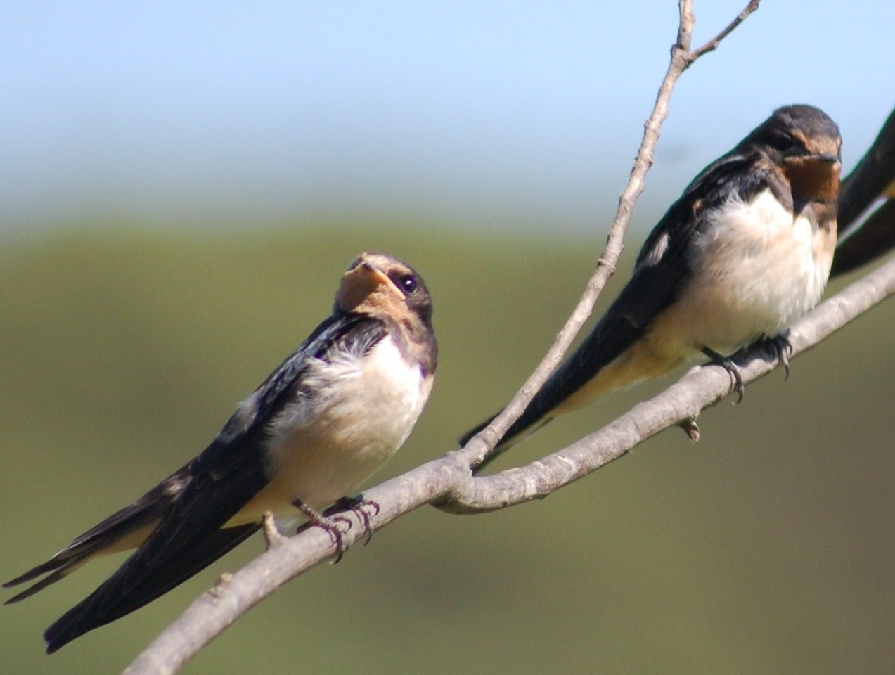 [andorinha-das-chaminés+(juvenis).JPG]