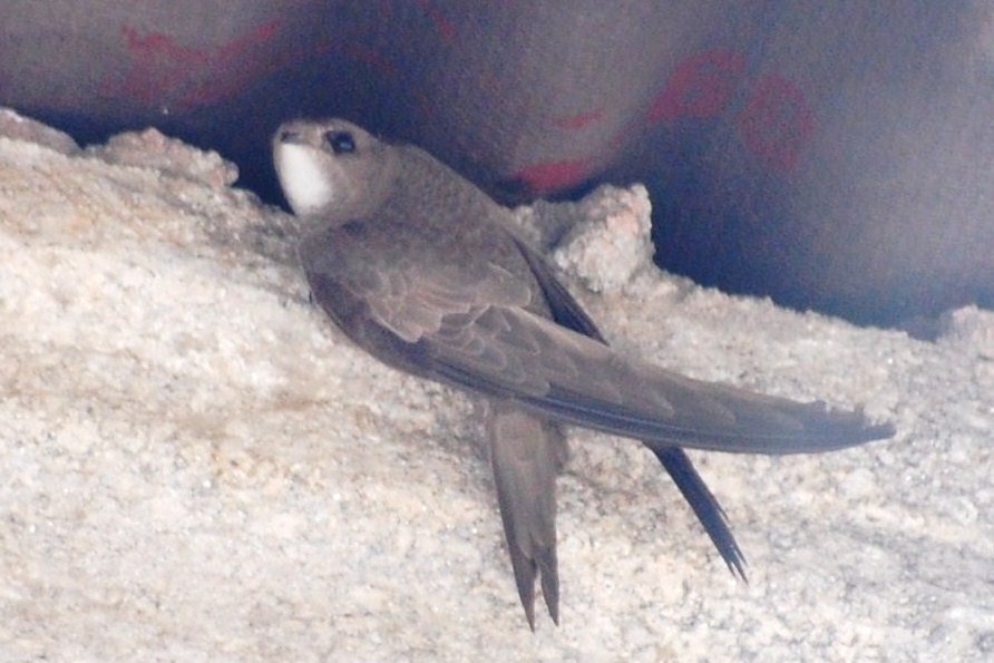 [Andorinhão-preto+(Apus+apus)+(10).JPG]