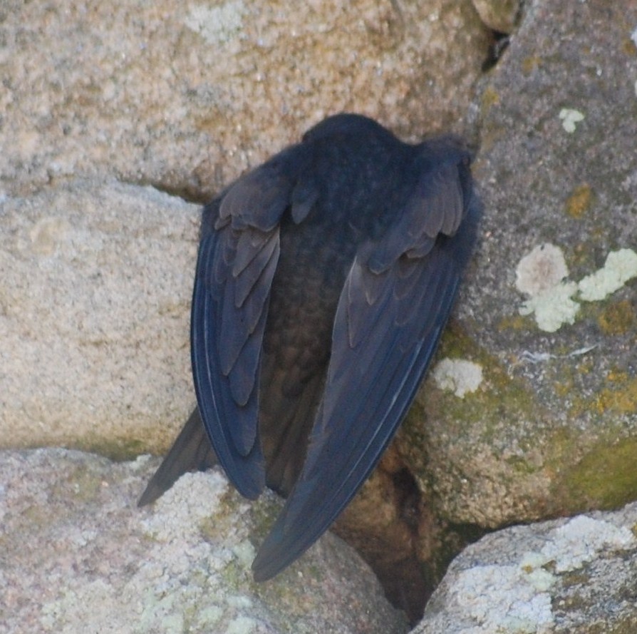 [Andorinhão+(Apus+apus)+(2).JPG]