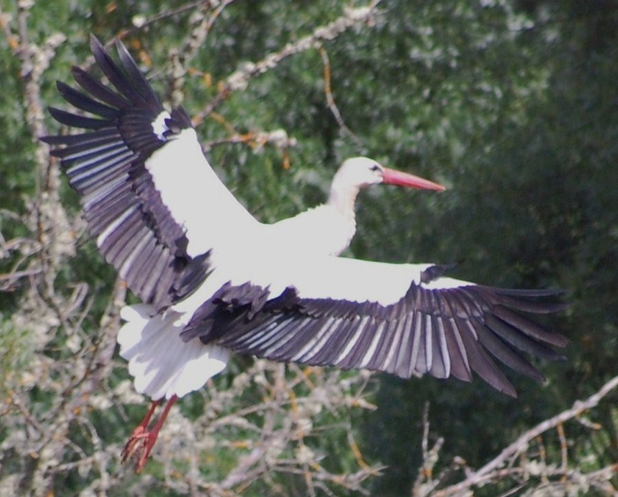 [Cegonha-branca+(9).JPG]