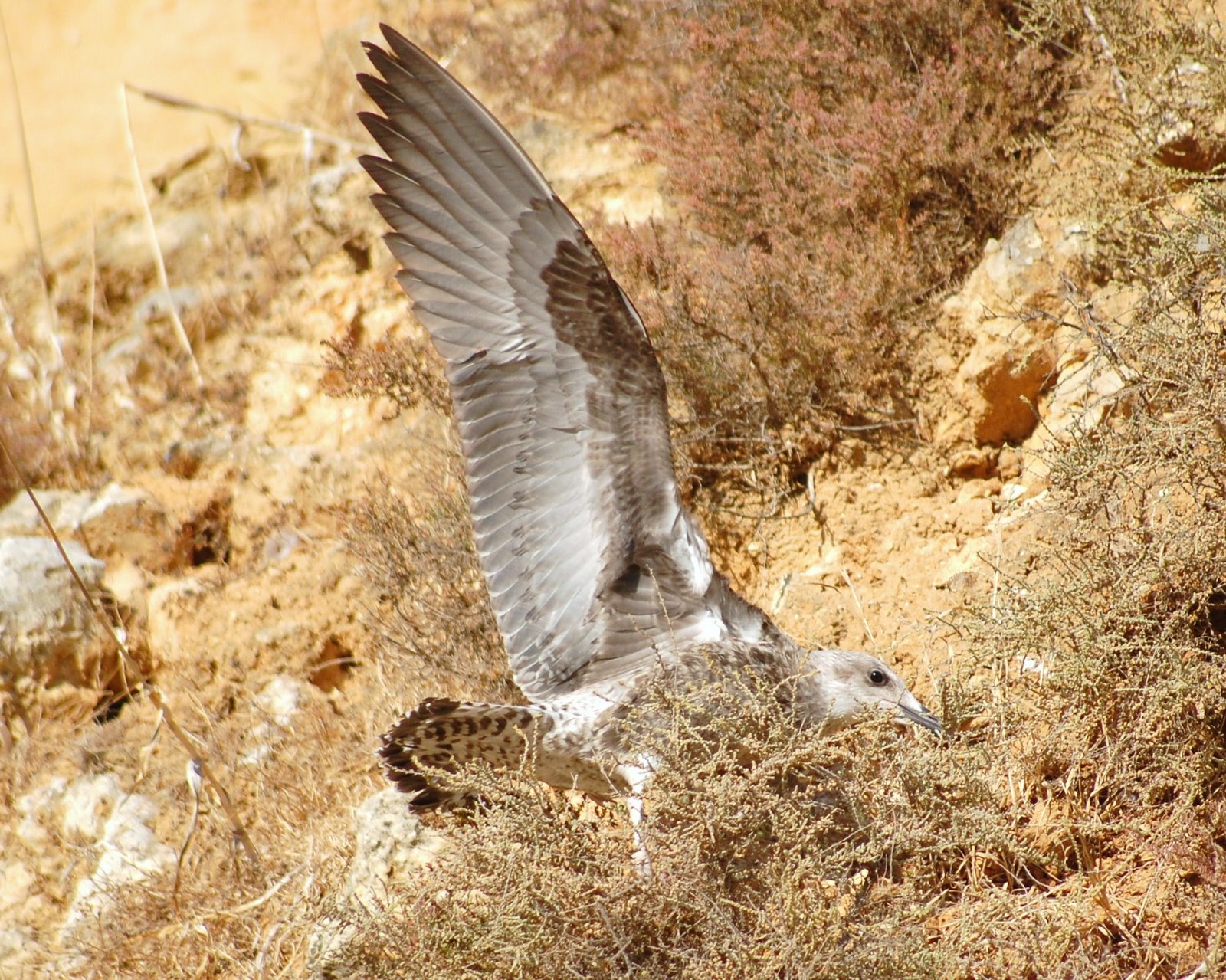 [Gaivota-argêntea+(Larus+michahellis)+Juvenil+(8).JPG]