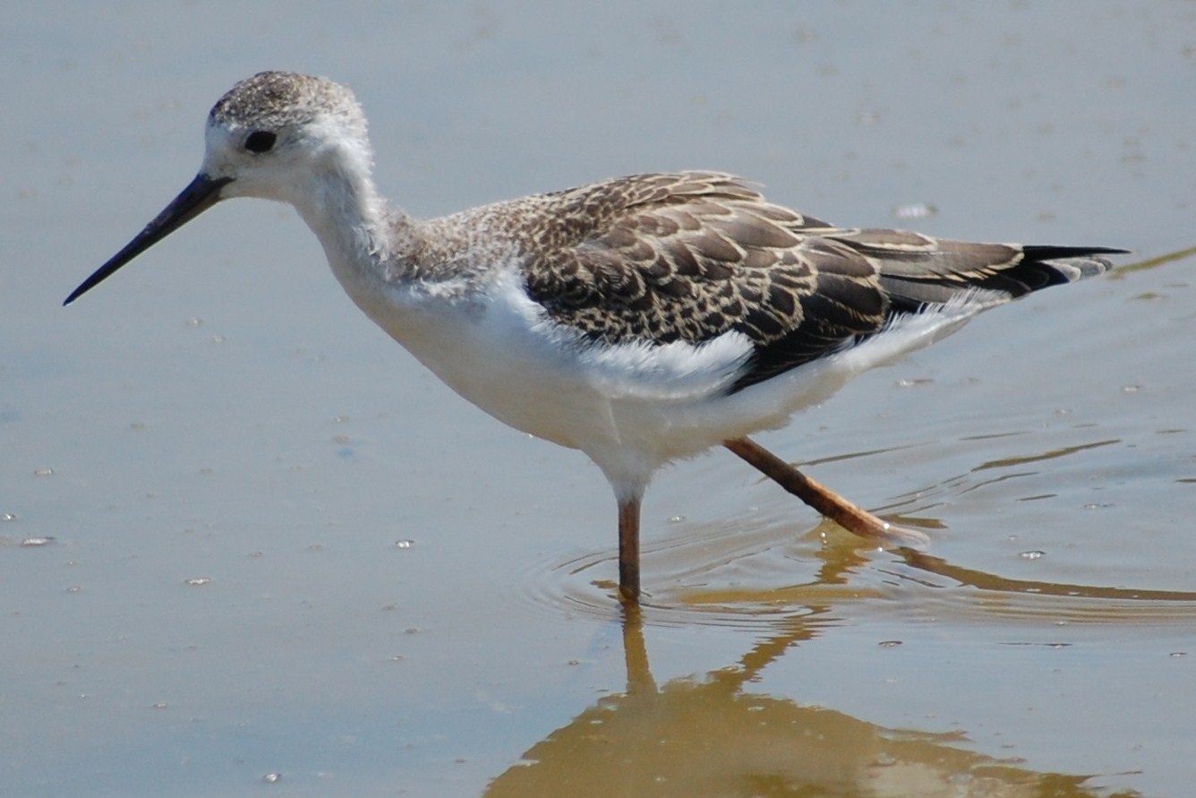 [Pernilongo+(Juvenil)+(5).JPG]