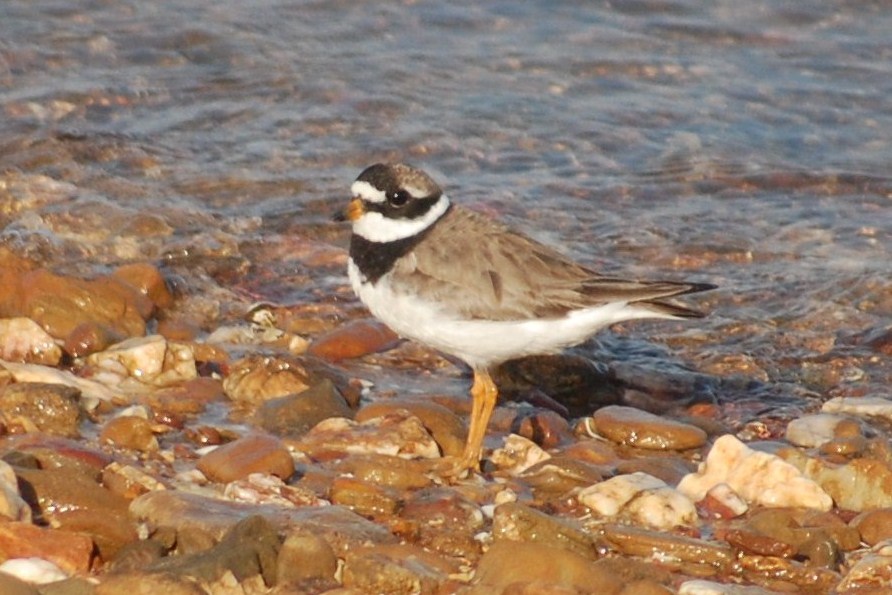 [Borrelho-grande-de-coleira+(12).JPG]