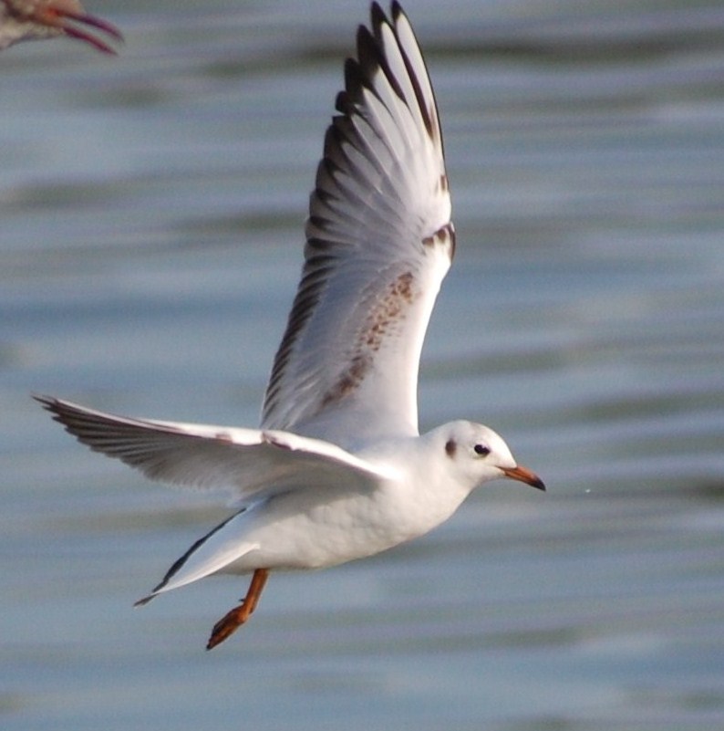 [Guincho-comum+(plumagem+de+1º+inverno).JPG]