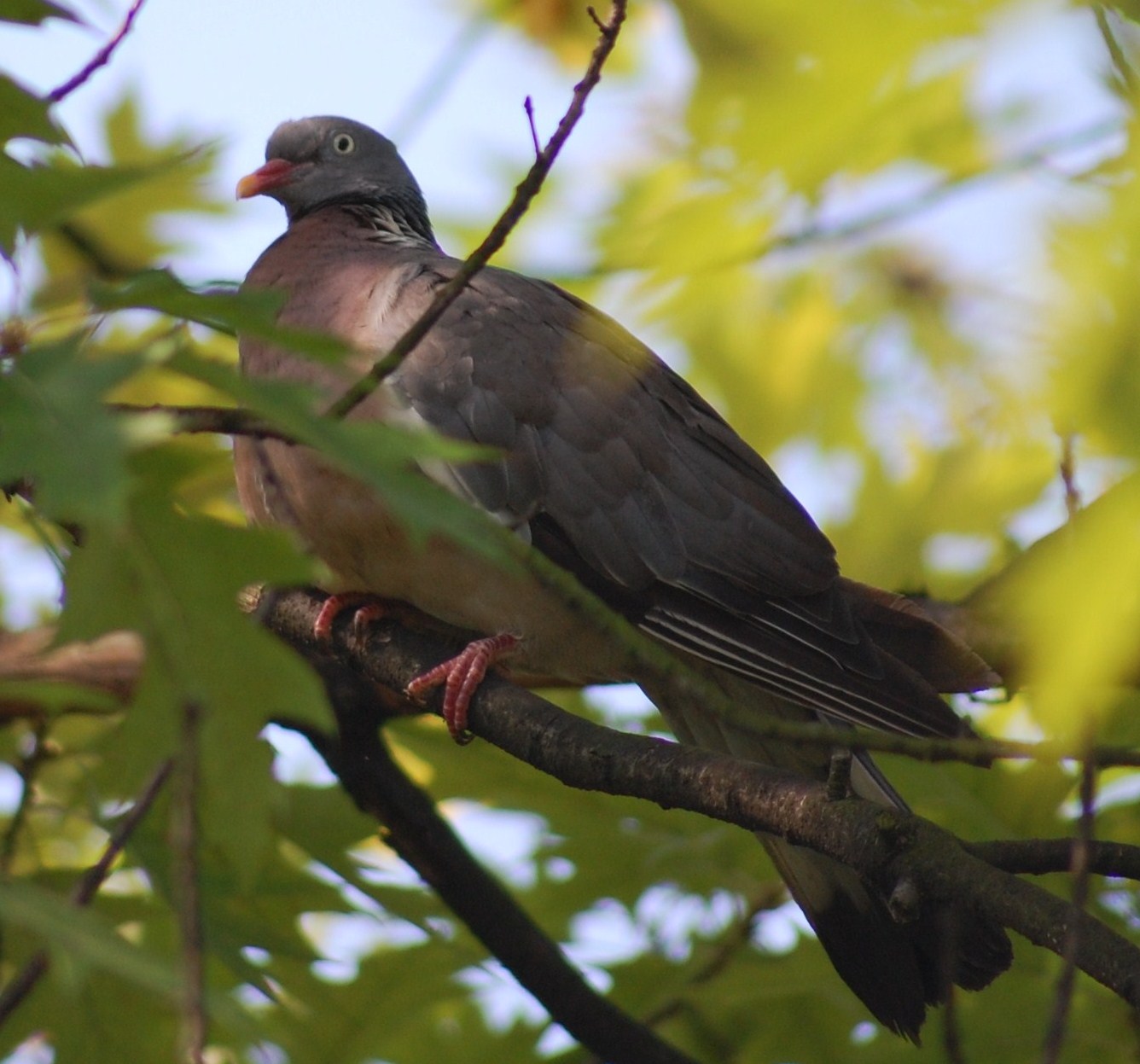 [Pombo-torcaz+(15).JPG]