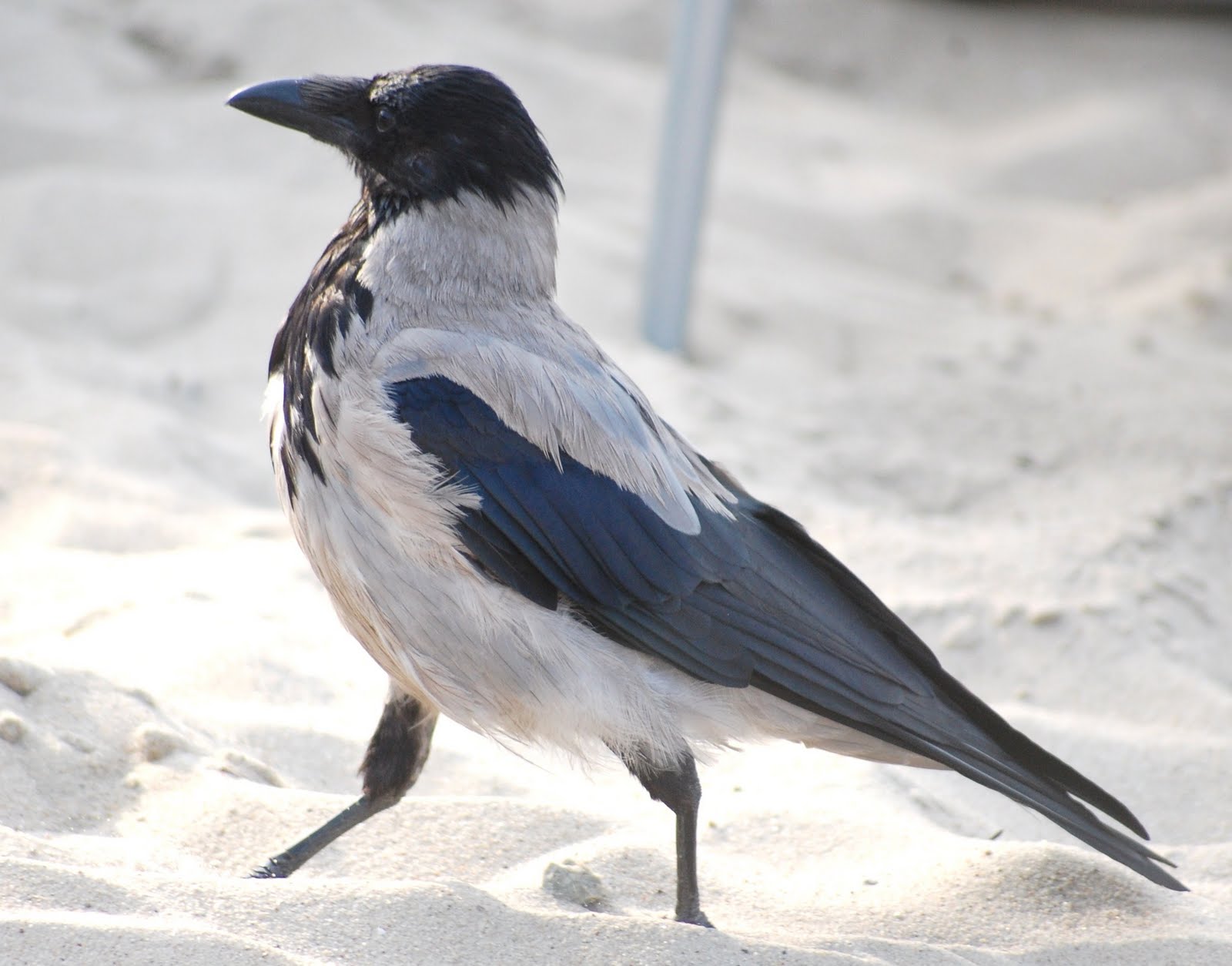 [Gralha-cinzenta+(9).JPG]