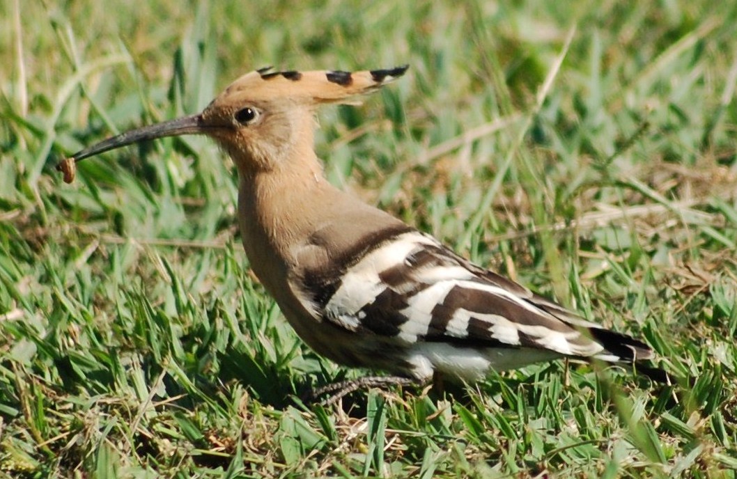 [Poupa+-Upupa+epops+(6).JPG]