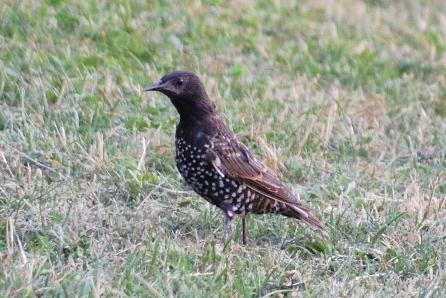 [Estorninho-malhado.JPG]