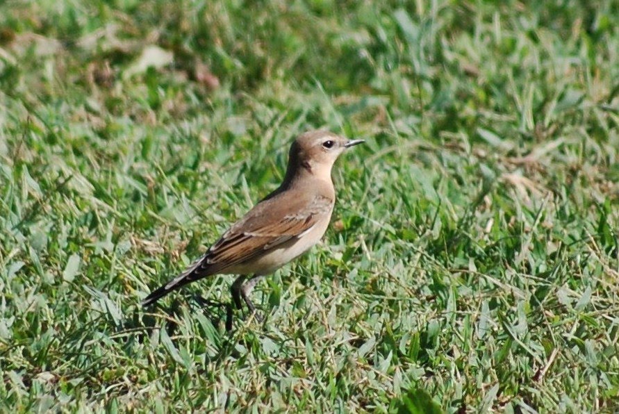 [Chasco-cinzento+(macho)+(8).JPG]