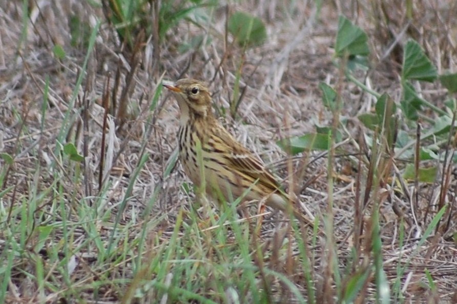 [Petinha-dos-prados+(4).JPG]