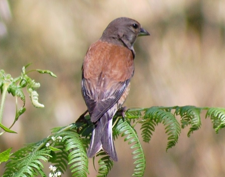 [Pintarroxo-comum+(carduelis+cannabina+L+(3).JPG]