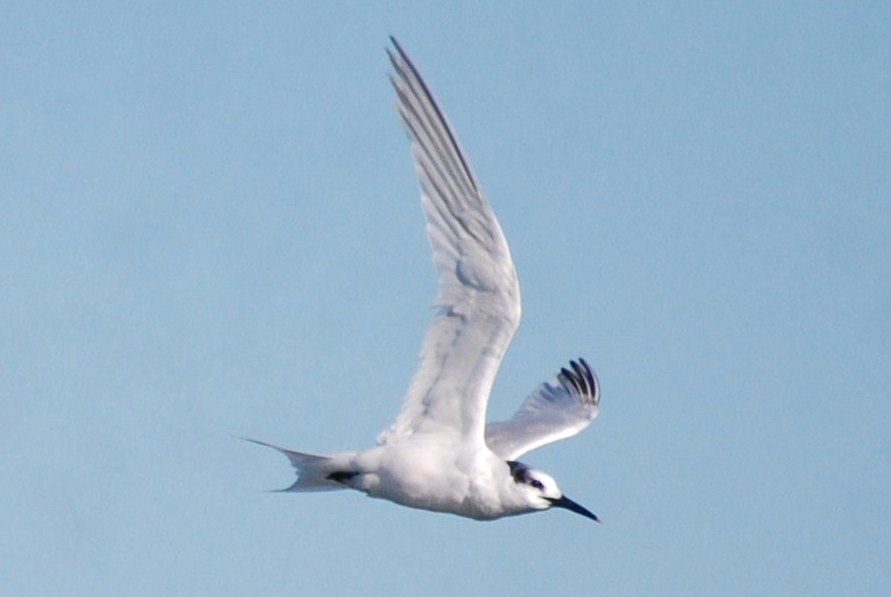 [Garajau-comum+(Sterna+sandvicensis+Latham)+(13).JPG]