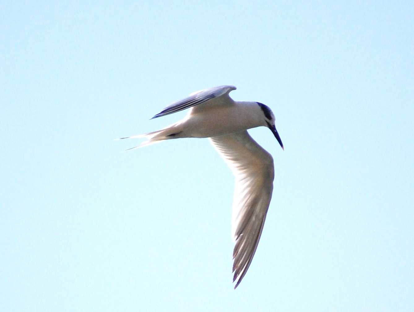 [Garajau-comum+(Sterna+sandvicensis+Latham)+(20).JPG]