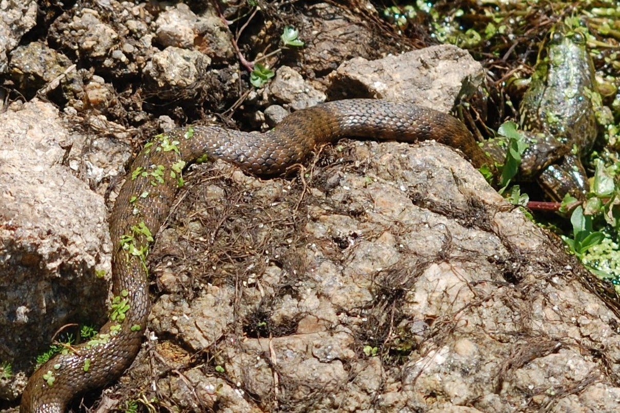 [Cobra+devorando+uma+rã++(2).JPG]