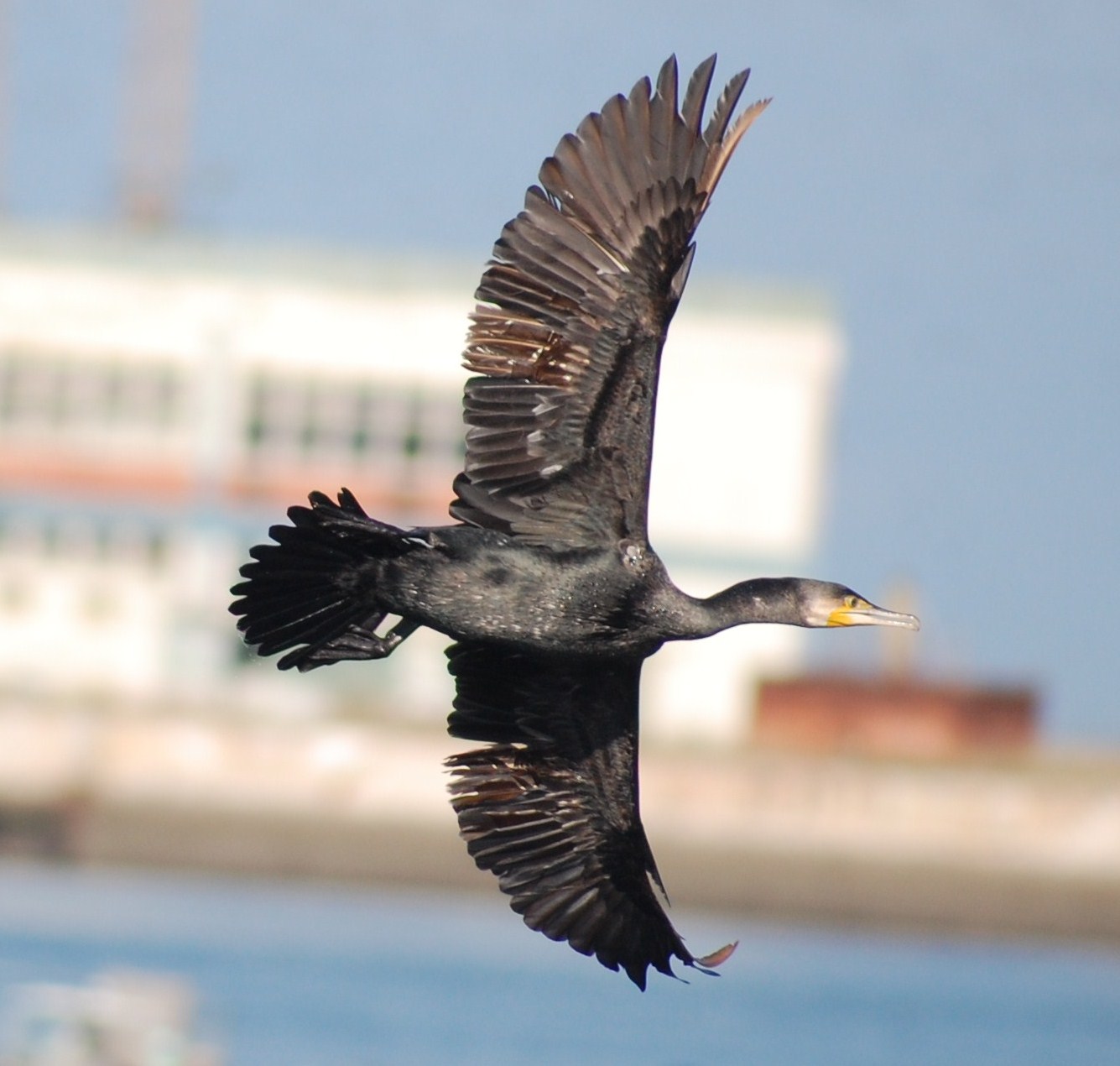 [Corvo-marinho-de-faces-brancas.JPG]