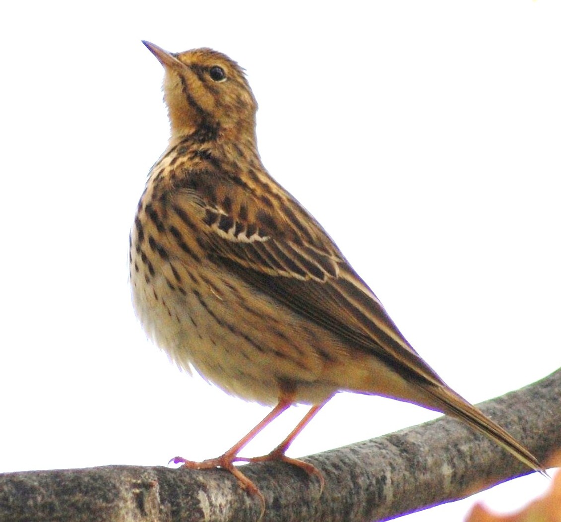 [Petinha-das+árvores+(Anthus+trivialis)+(12).JPG]