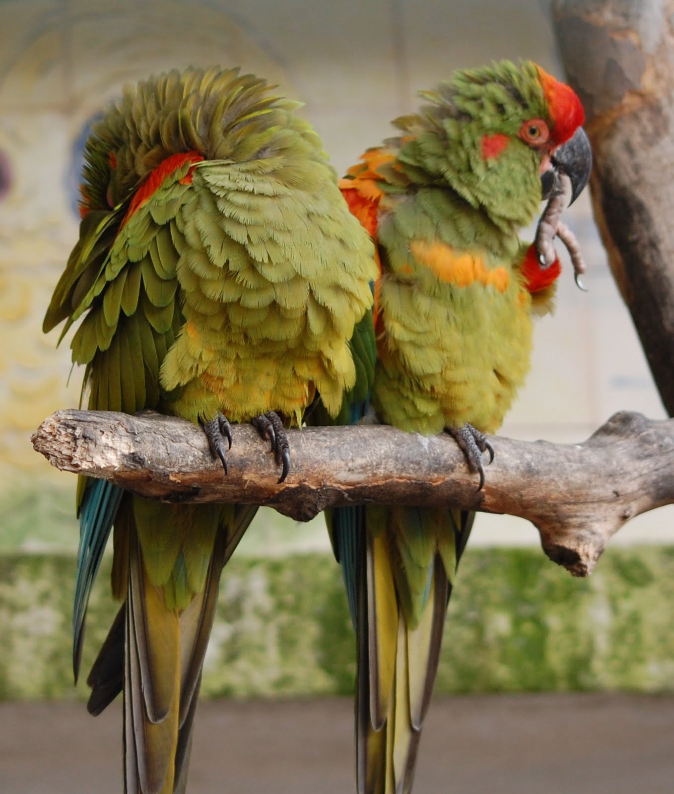 [Arara-de-fronte-vermelha+(2).JPG]