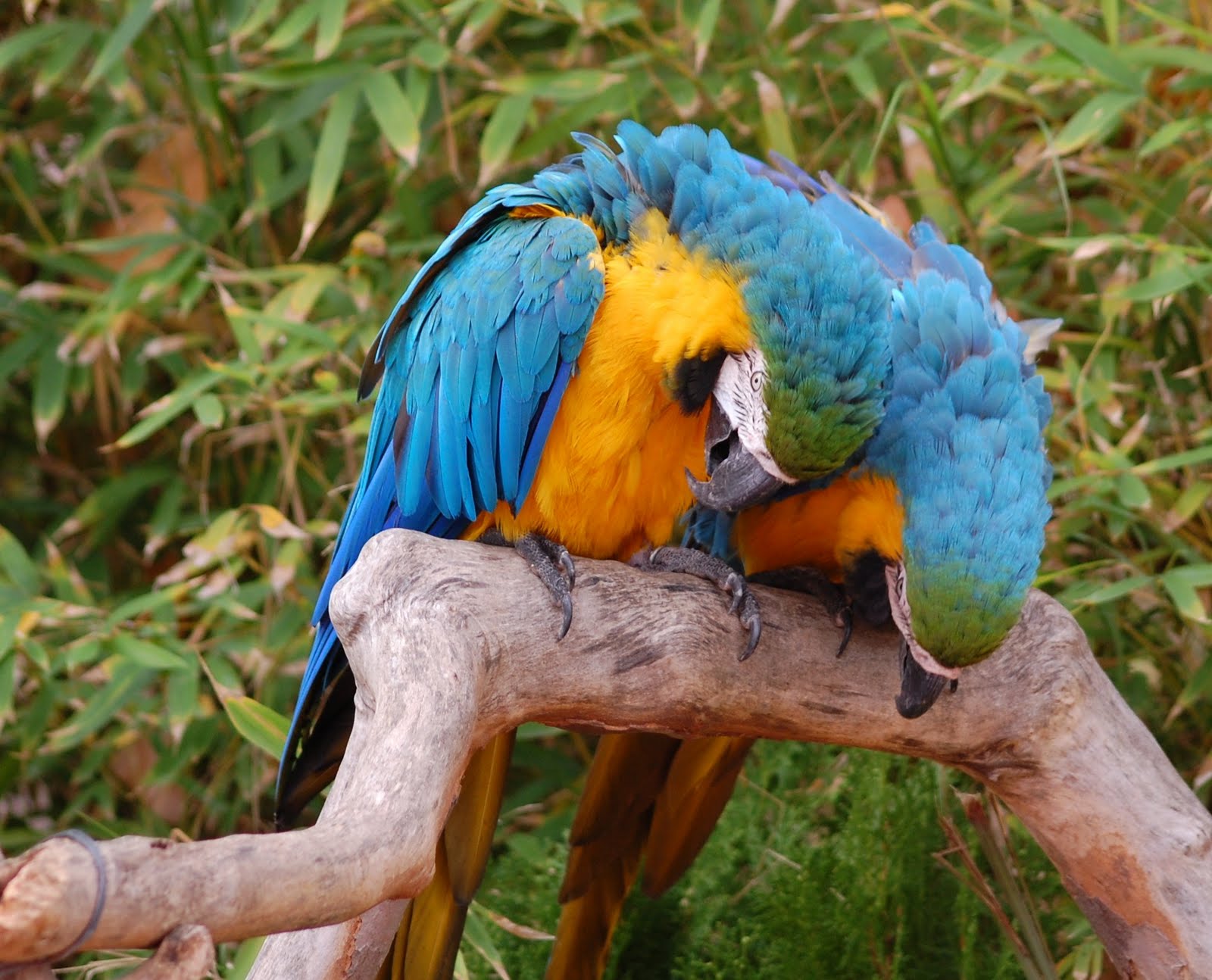 [Arara-azul+e+amarela+(Ara+ararauna)+(5).JPG]