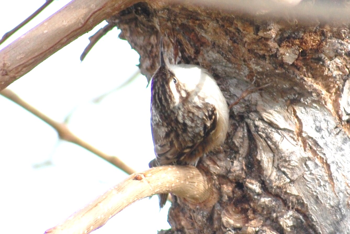 [Trepadeira-comum+(37).JPG]