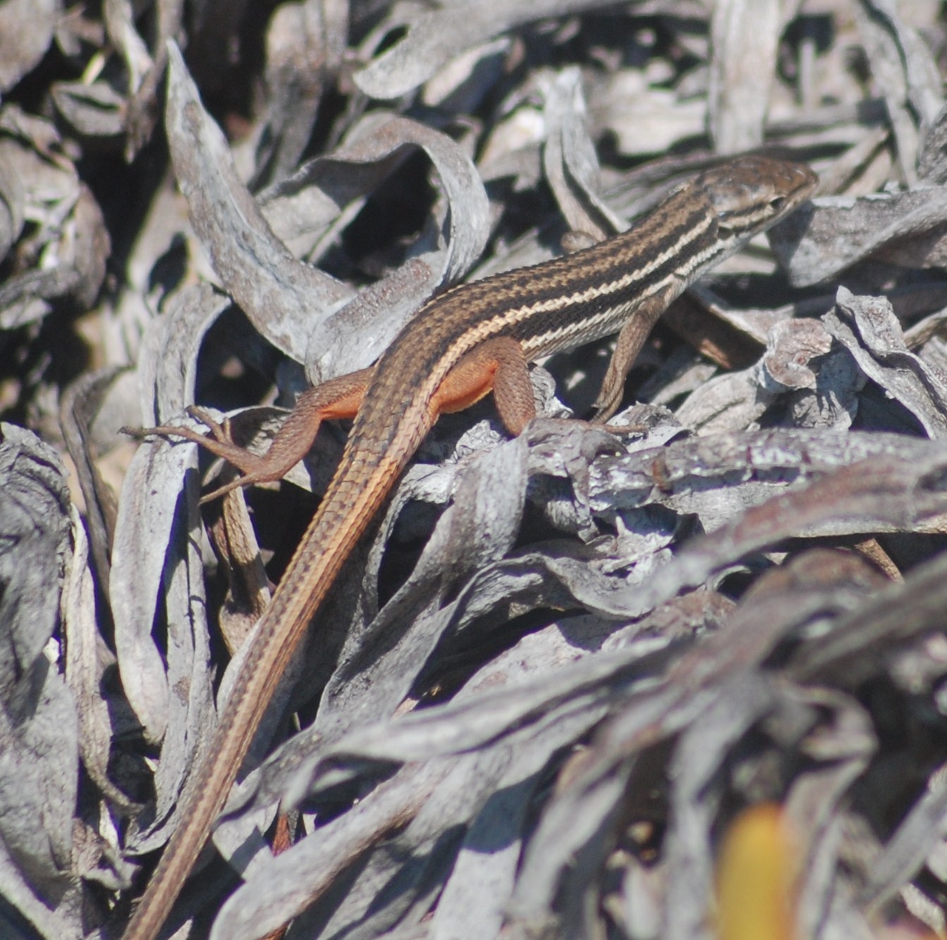 Imagens da vida animal Lagartixadomato (Psammodromus algirus)
