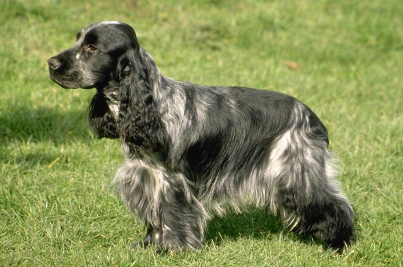 Cocker Spaniel Dog Lovers Basics of CockerSpaniel Training