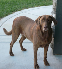zoe zoe our chocolate beautie