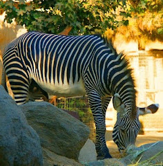 Our Zebra
