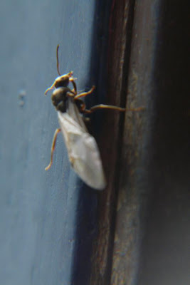 nuptial flight females ants garden
