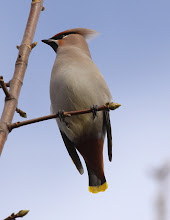 Waxwing