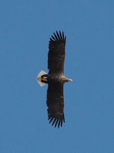 White-tailed Sea Eagle