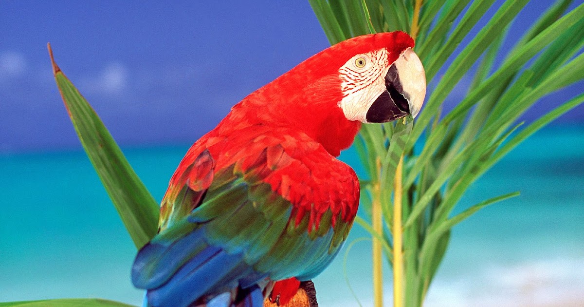 Мелодия попугая. Попугай ара. Попугаи в Никарагуа. Краснополосый попугай. Керала попугай.