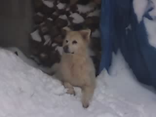 [snow+dog.jpg]