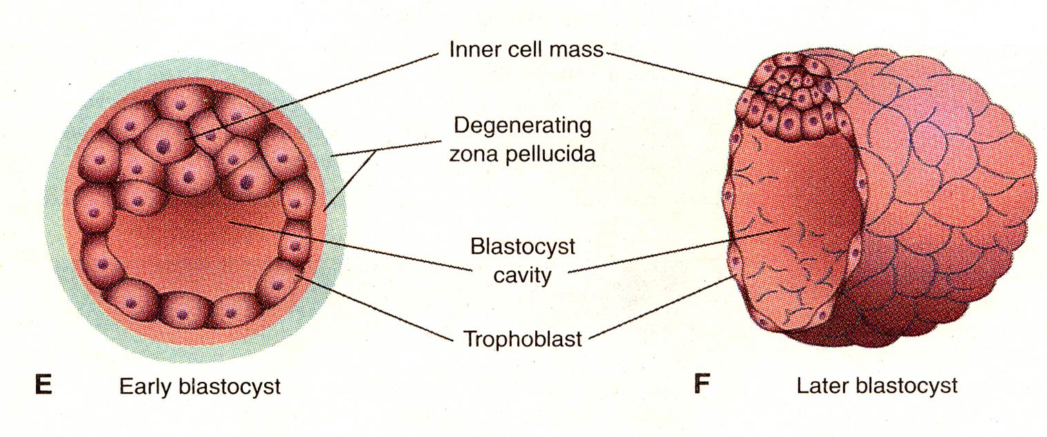 MEDICAL IMAGES Blastocyst