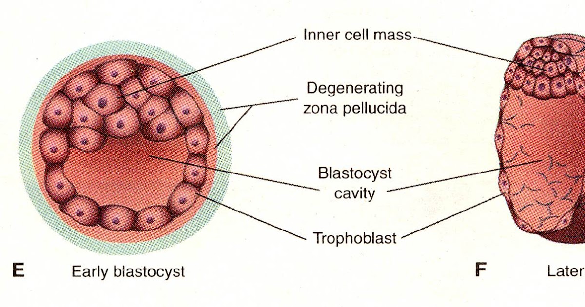 MEDICAL IMAGES Blastocyst