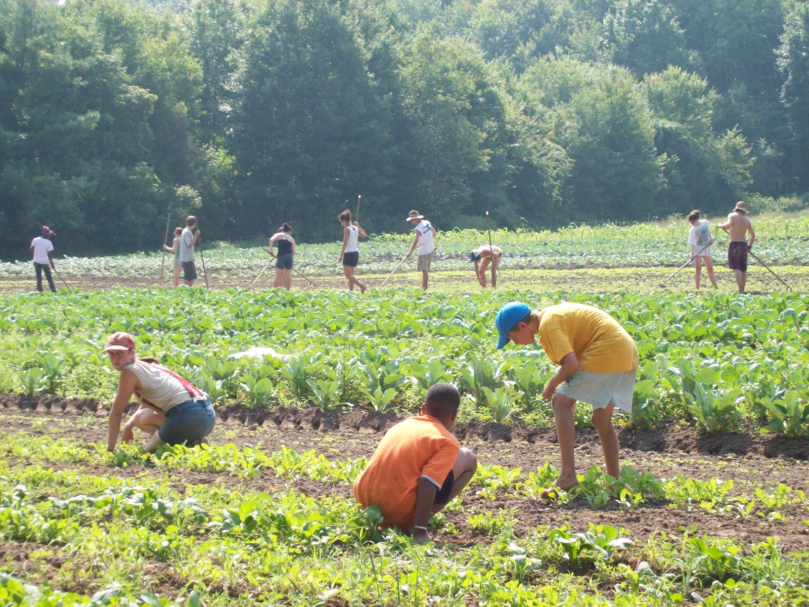Agriculture in The World Community Supported Agriculture