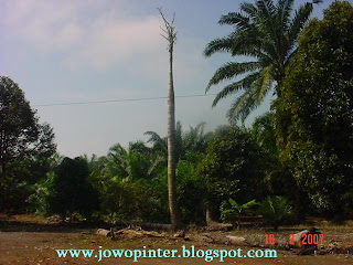 Jowopinter
