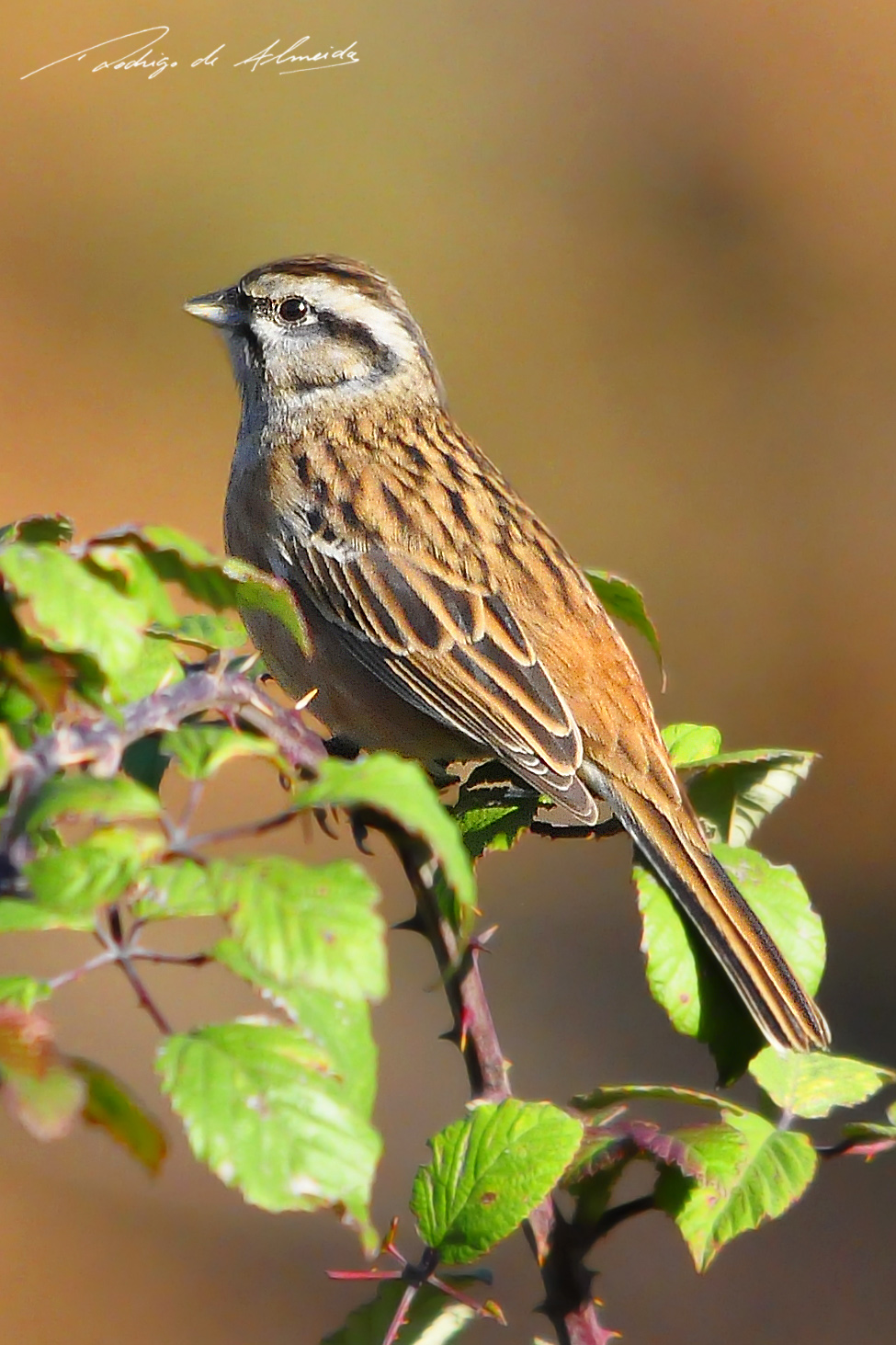 VisuNatura CIA (Emberiza cia)