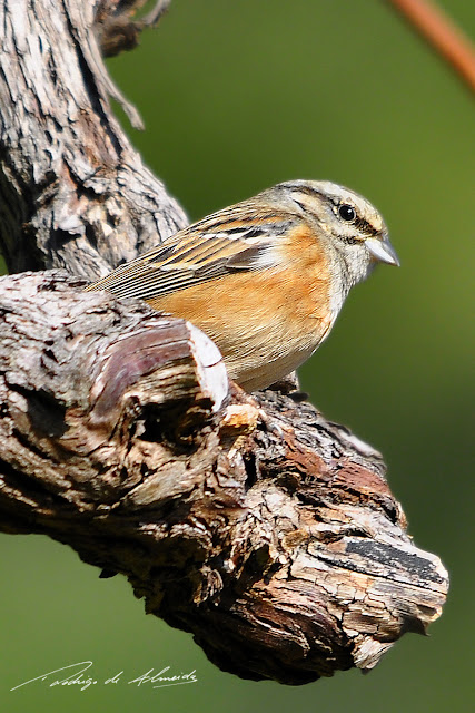 VisuNatura CIA (Emberiza cia)