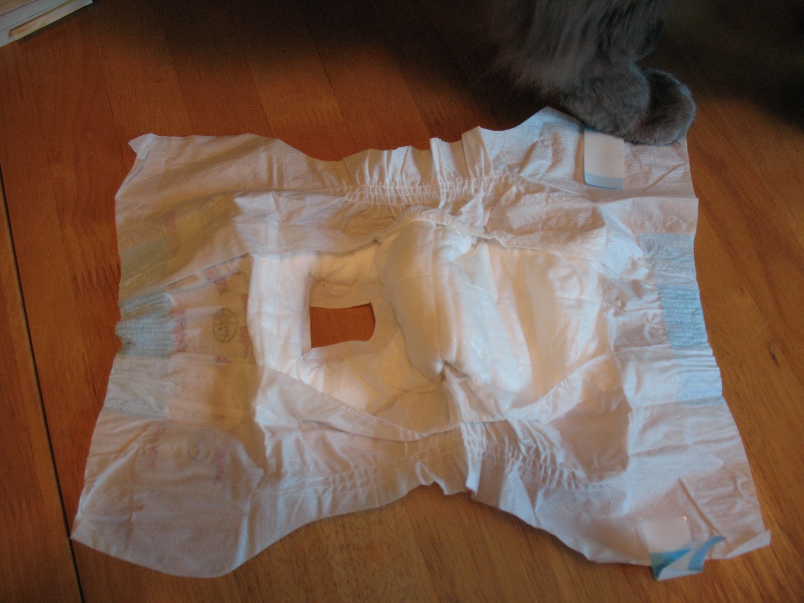 Marshwood Cottage How to Diaper a Cat Lesson 1