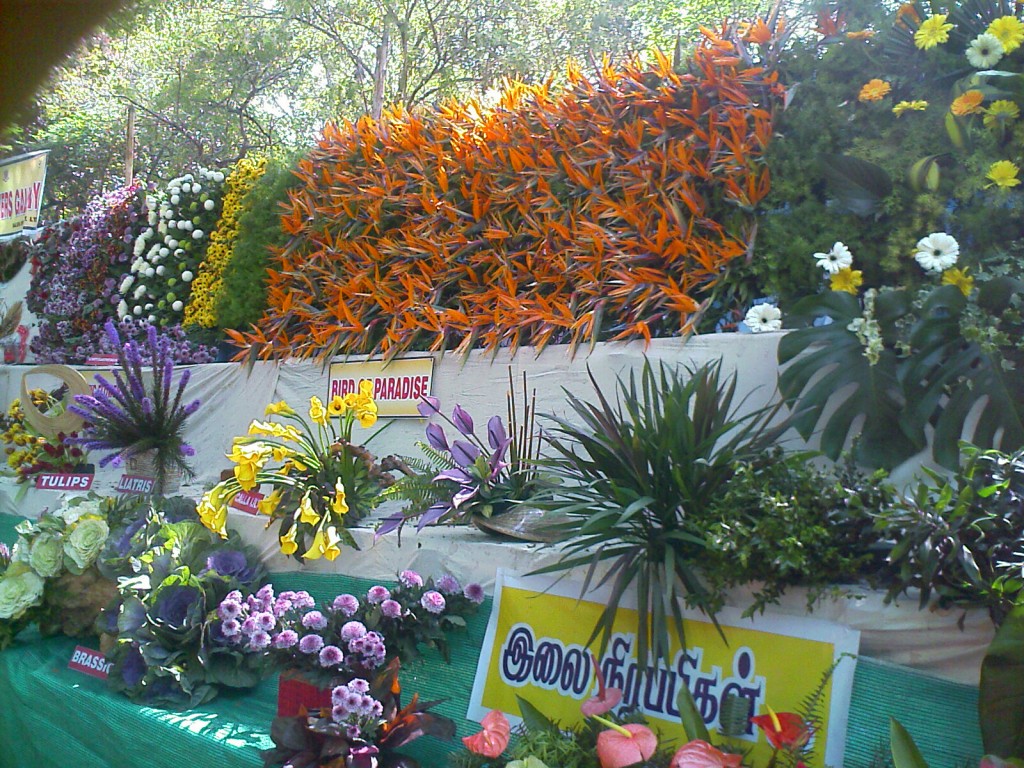 Rooster Covai Flower Show 2011 TNAU Botanical Gardens, Coimbatore