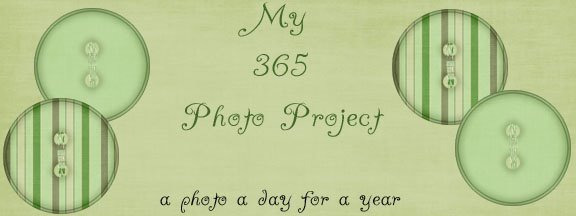 My 365 Photo Project