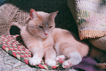 Portrait of Menow ...