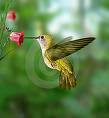 My Life Symbol: The Hummingbird