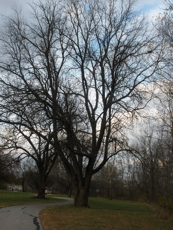 A Grand Tree