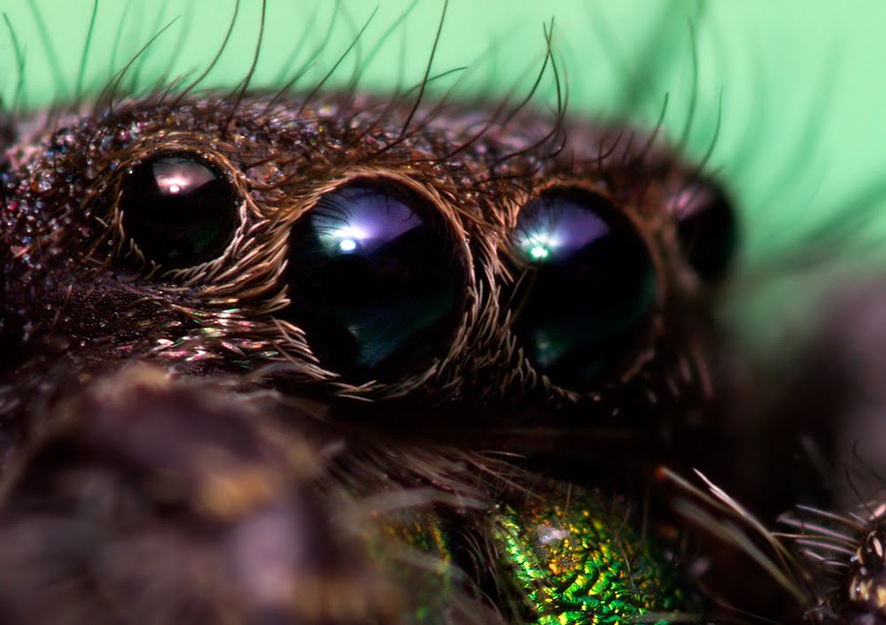 Глаза насекомых имеют. Глаза паука скакуна. Зрение насекомых. Сложные глаза у насекомых. Насекомое с большими глазами.
