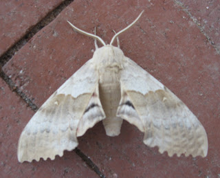 Big Poplar Sphinx Moth